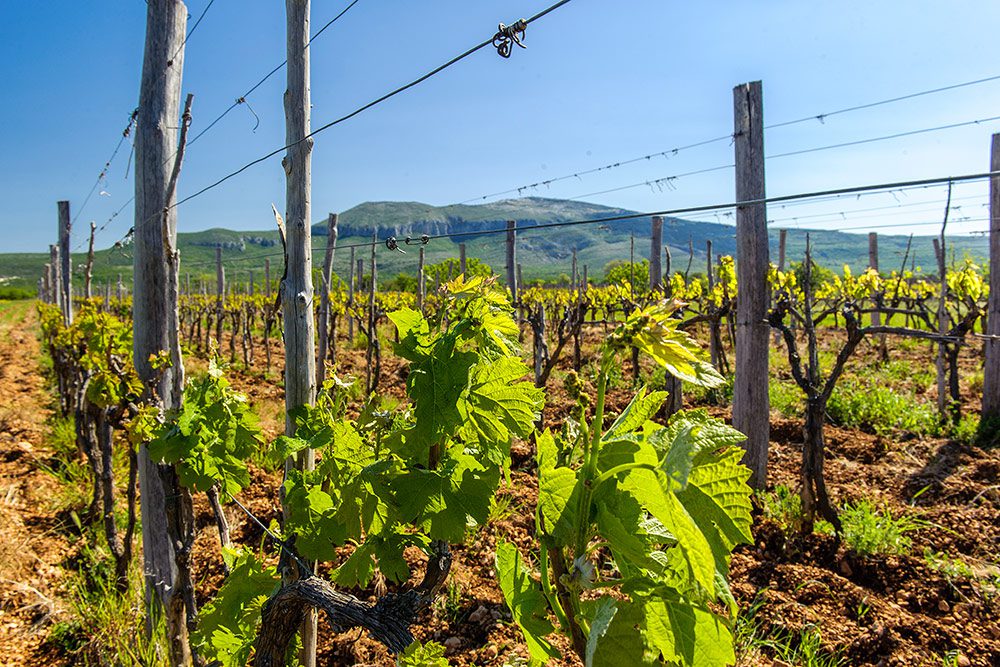wineyard